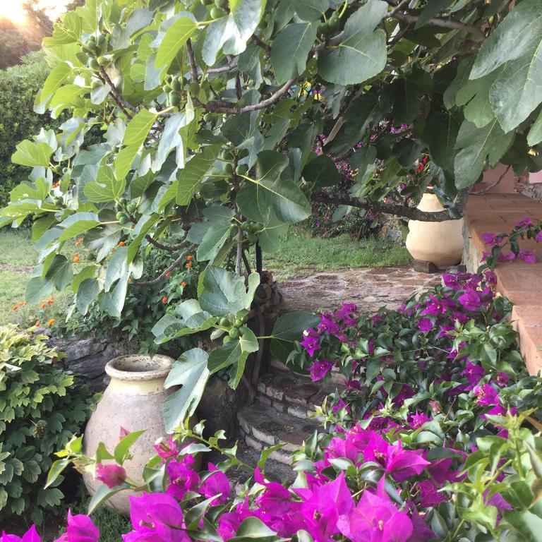 אמליה B&B Le Palme מראה חיצוני תמונה